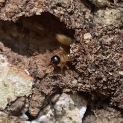 Nasutitermes corniger