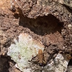 Nasutitermes corniger