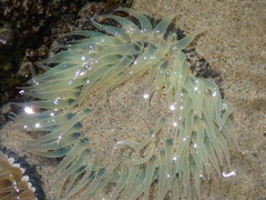 Anthopleura elegantissima