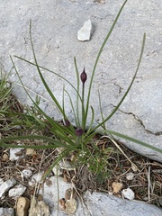 Allium geyeri