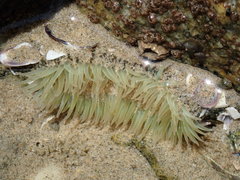 Anthopleura elegantissima