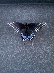 Papilio polyxenes