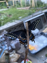 Papilio polyxenes