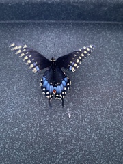 Papilio polyxenes