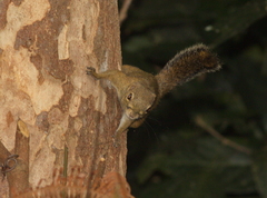 Sundasciurus lowii