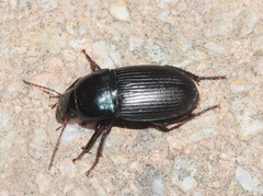 Harpalus dimidiatus