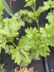 Papilio polyxenes