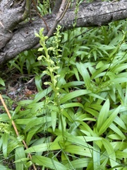 Platanthera sparsiflora