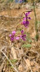 Clarkia virgata