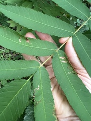 Stigmella intermedia