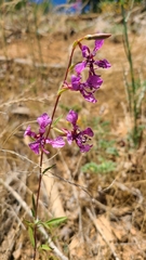 Clarkia virgata