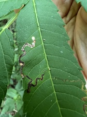 Stigmella intermedia