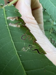 Stigmella intermedia