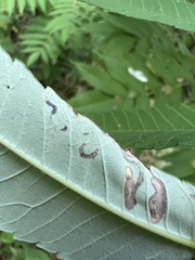 Stigmella intermedia