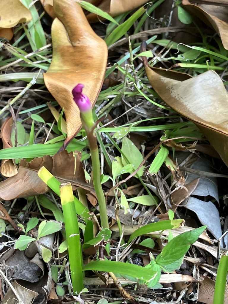 Zephyranthes rosea, British Indian Ocean Territory