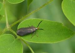 Dichomeris nonstrigella