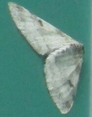 Lobophora
