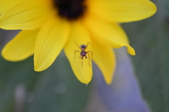 Formica francoeuri