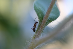 Formica francoeuri