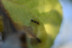 Formica francoeuri