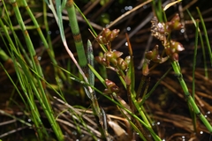 Scheuchzeria palustris