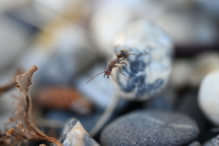 Formica francoeuri