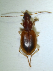 Paranchus albipes