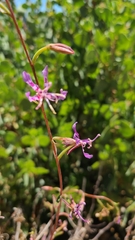 Clarkia virgata