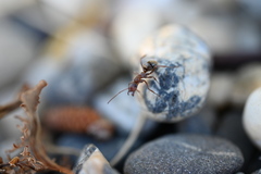 Formica francoeuri