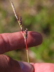 Carex richardsonii