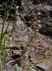 Phacelia stebbinsii