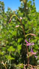 Clarkia virgata