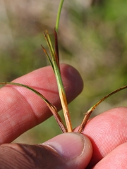 Carex richardsonii