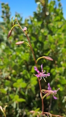 Clarkia virgata