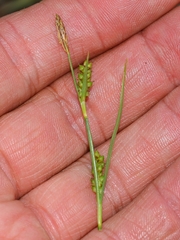 Carex crawei