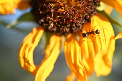 Formica francoeuri