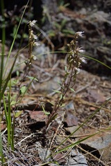 Phacelia stebbinsii