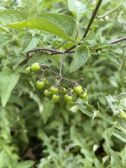 Solanum dulcamara