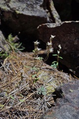 Phacelia stebbinsii