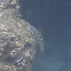 Thalassoma trilobatum