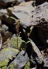Phacelia stebbinsii