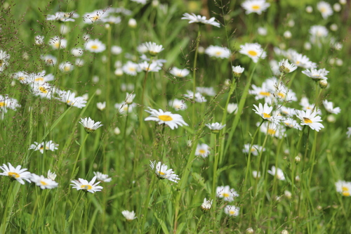 Oxeye daisy (Leucanthemum ircutianum)