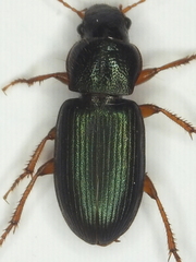 Ophonus azureus