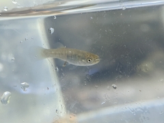 Fundulus heteroclitus
