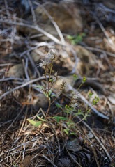 Phacelia stebbinsii