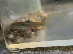 Fundulus heteroclitus