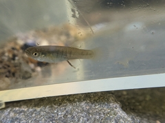 Fundulus heteroclitus