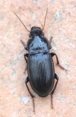 Harpalus atratus