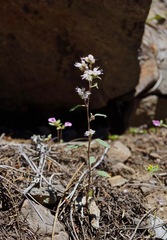 Phacelia stebbinsii