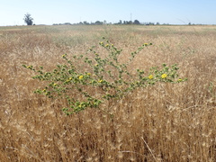 Centromadia parryi rudis